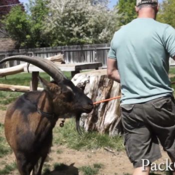 How To Lead Train A Pack Goat