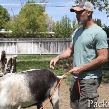 How To Lead Train A Pack Goat