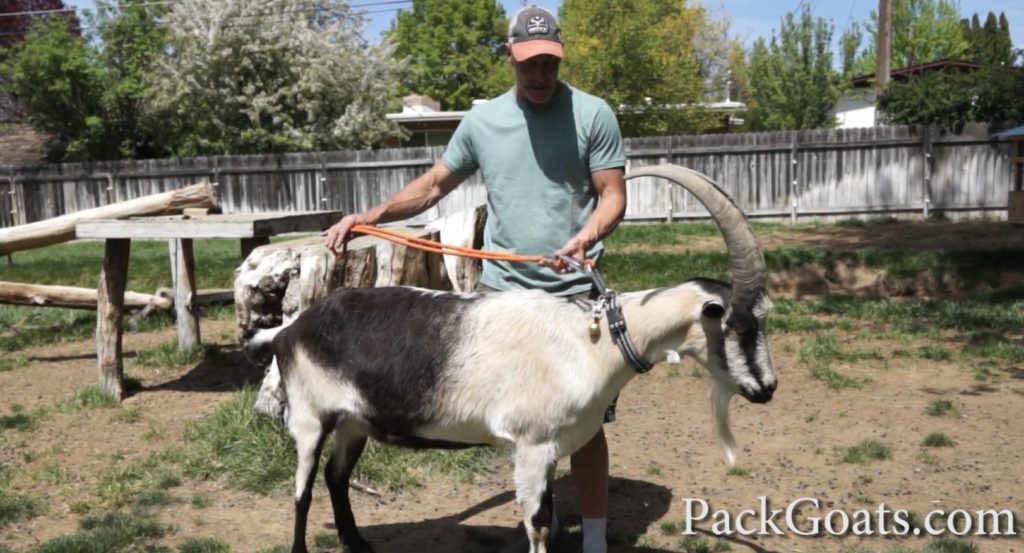 How To Lead Train A Pack Goat