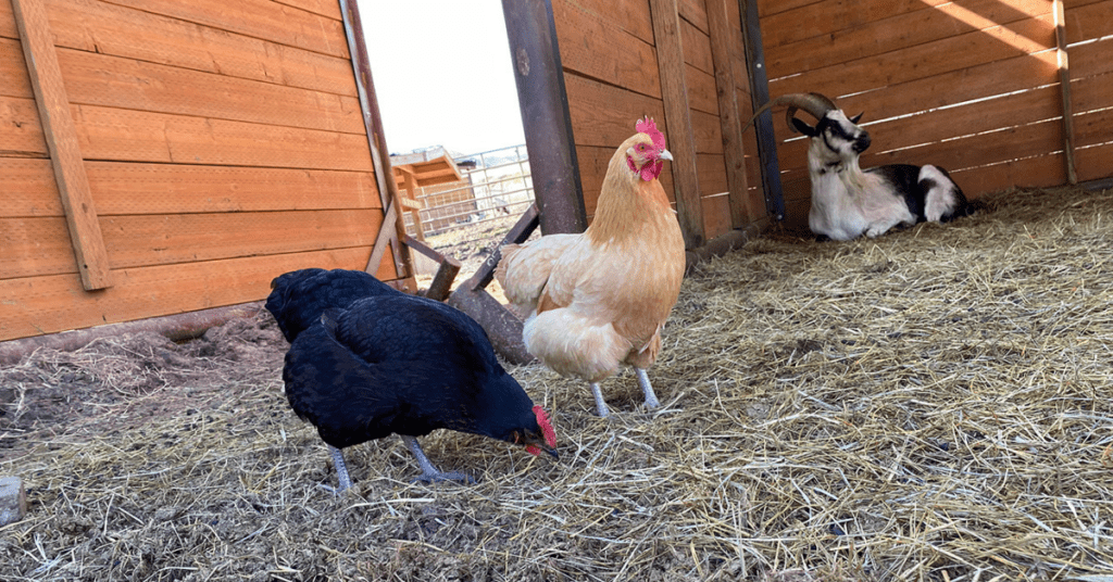 Chickens Living with Goats