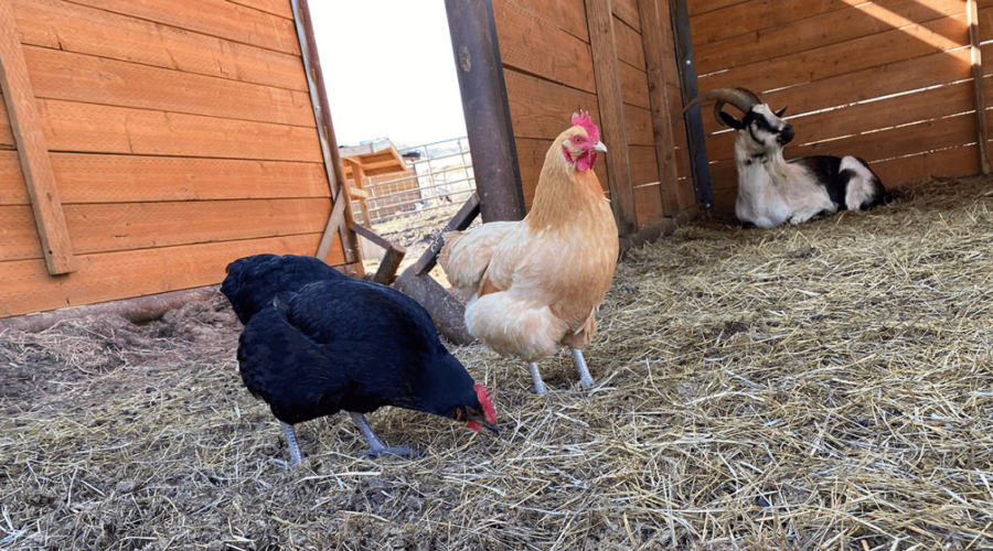 Chickens Living with Goats