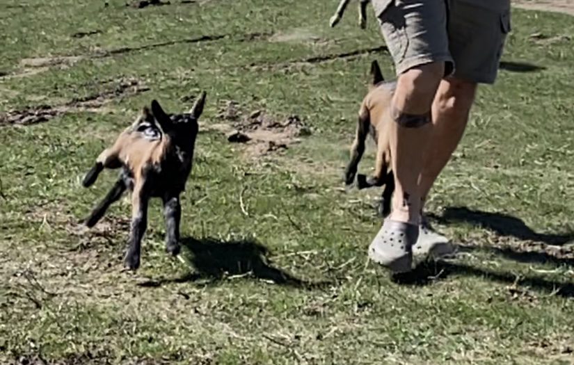 Trail Training Baby Pack Goats