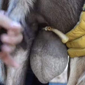 How To Castrate Your Goat