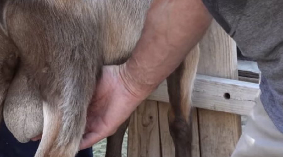 How To Castrate Your Goat