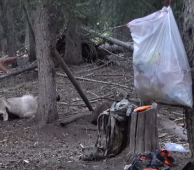 How To Set Up Hunting Camp With Pack Goats How To Set Up Hunting Camp With Pack Goats