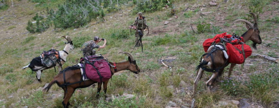How To Set Up Hunting Camp With Pack Goats