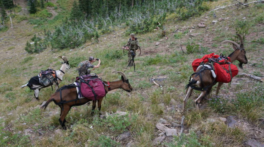 How To Set Up Hunting Camp With Pack Goats