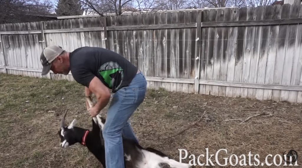 How To Flip A Goat And Why