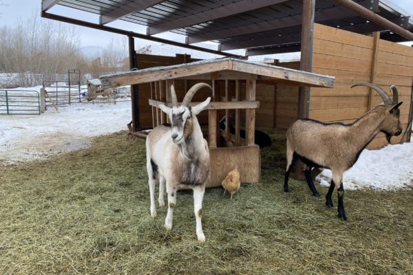 Keeping Your Goats Healthy In Winter