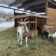 Keeping Your Goats Healthy In Winter
