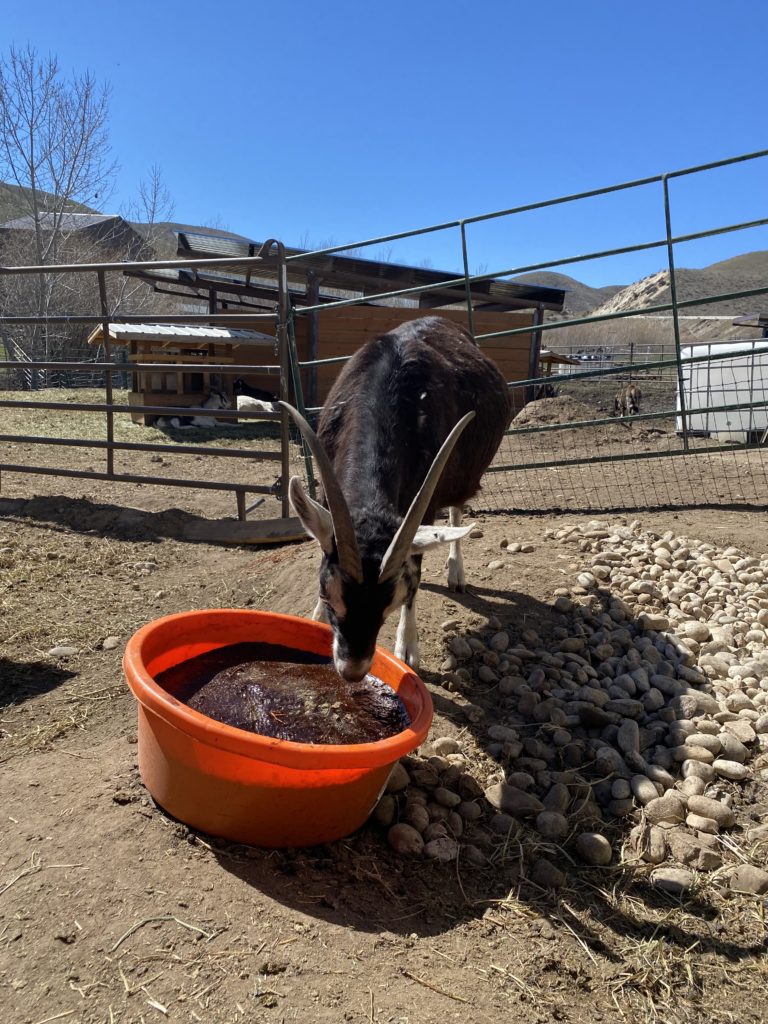 Caring For Your Doe During Pregnancy