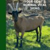 Your Goat's Normal Vital Signs