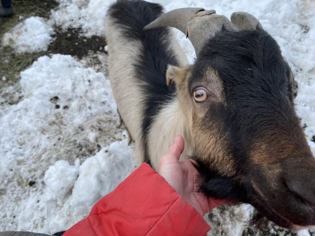 Helping Goats Thrive In Winter